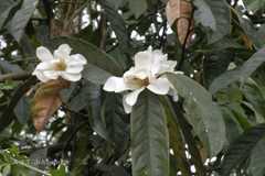Magnolia doltsopa